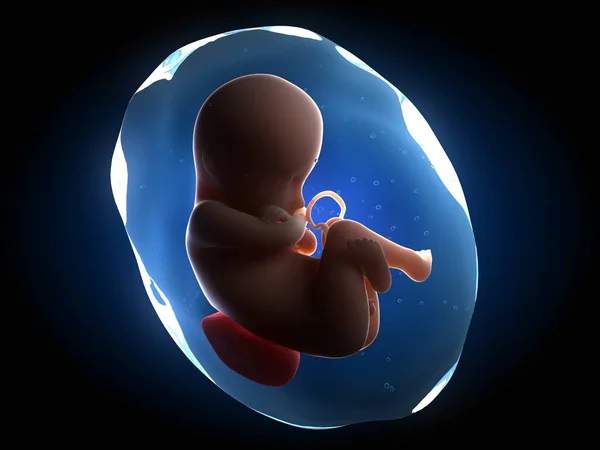 Weergave van de foetus in de baarmoeder — Stockfoto