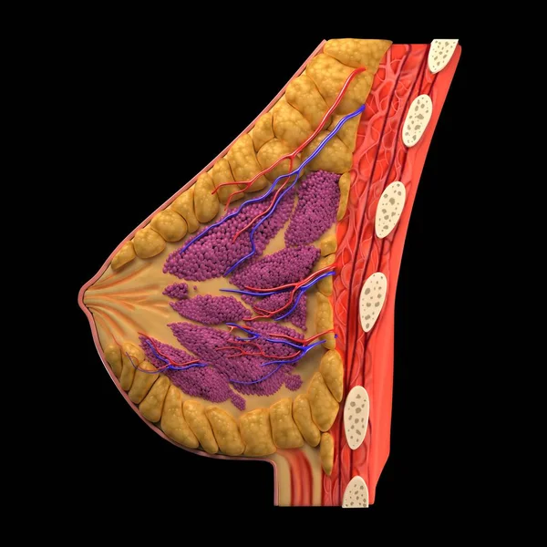 乳房の解剖学ビュー — ストック写真