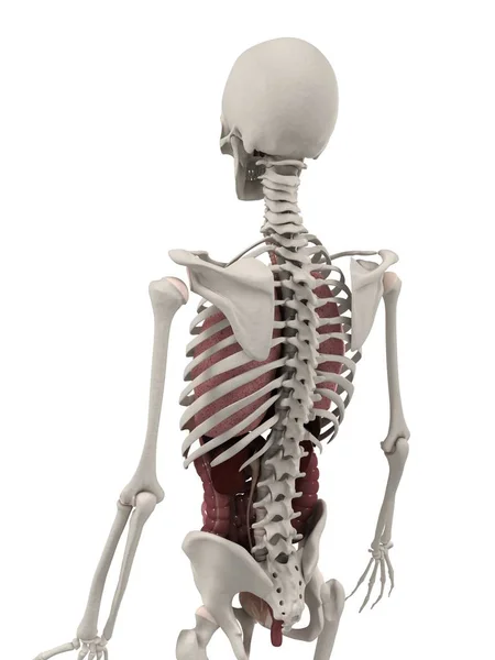 Σκελετικό σύστημα και τα εσωτερικά όργανα — Φωτογραφία Αρχείου