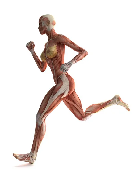 Female muscle system shown in dynamics — Stock Photo, Image