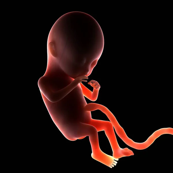 Two month old fetus — Stock Photo, Image