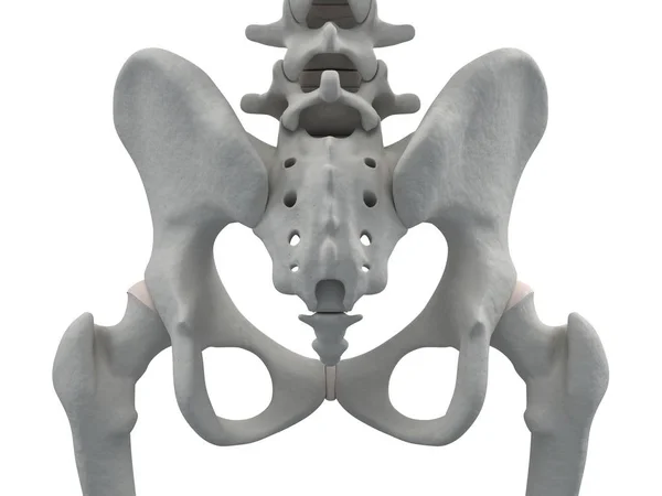 Pelvic girdle and sacrum — Stock Photo, Image