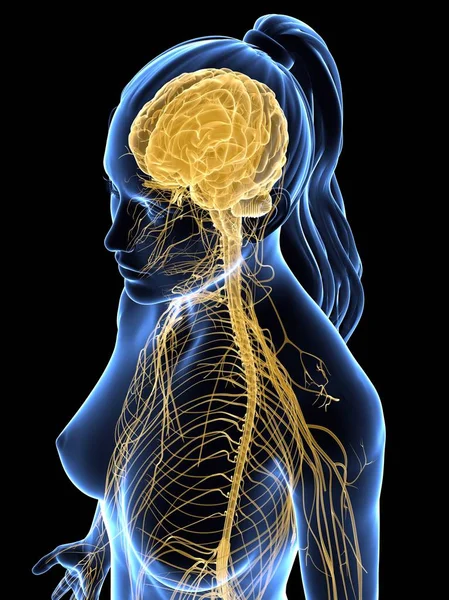 Cerebro y nervios mayores — Foto de Stock