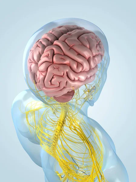 Мозг и центральная нервная система — стоковое фото
