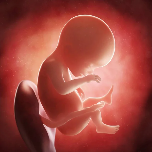 Vue du foetus à 19 semaines — Photo