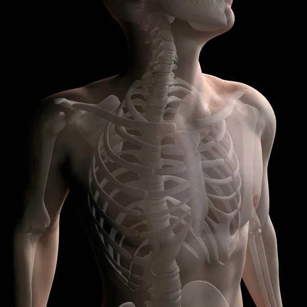 Upper body bones anatomy — Stock Photo, Image