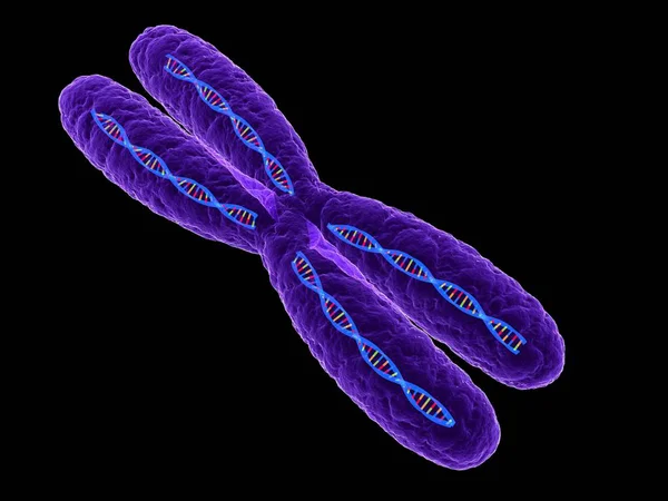 Визуальное представление структуры хромосом — стоковое фото