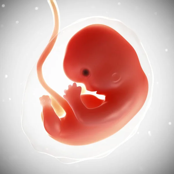 Vue du foetus à 7 semaines — Photo