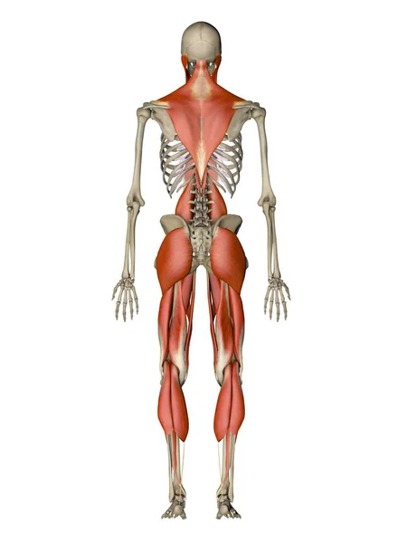 Main muscles controlling human posture — Stock Photo, Image