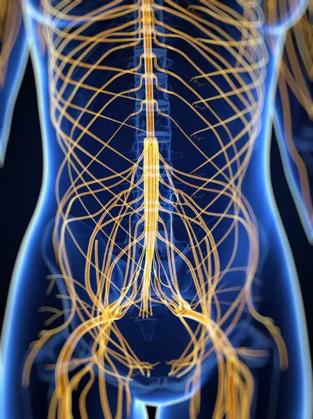 Nervous system and lumbar plexus — Stock Photo, Image