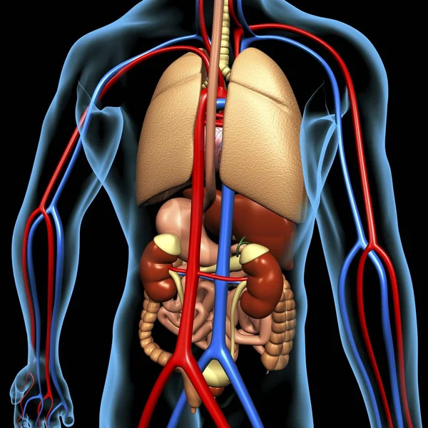 Людське тіло і травну систему — стокове фото