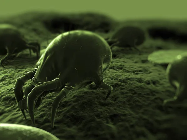 Common house dust mite — Stock Photo, Image