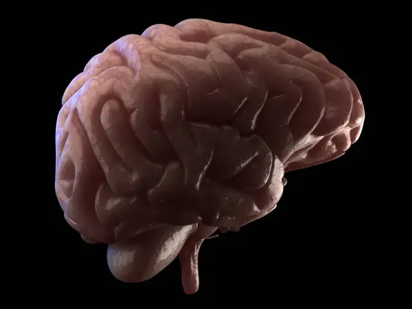 人間の脳の構造の解剖学 — ストック写真