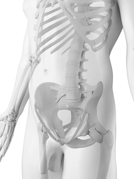 Pánevní kosti a kyčelních kloubů — Stock fotografie