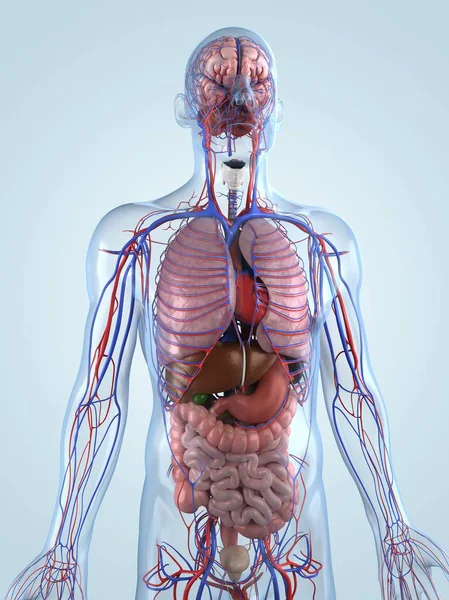 Męskiej anatomii odniesienia — Zdjęcie stockowe