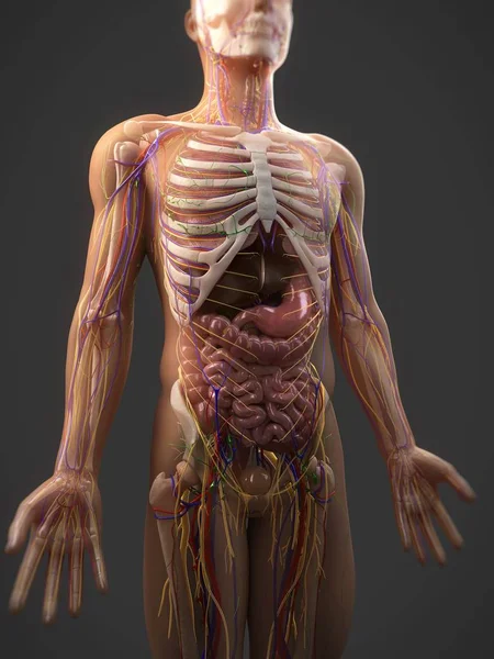Анатомия человека и системы организма — стоковое фото