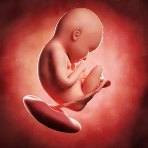 Weergave van foetus op 35 weken — Stockfoto