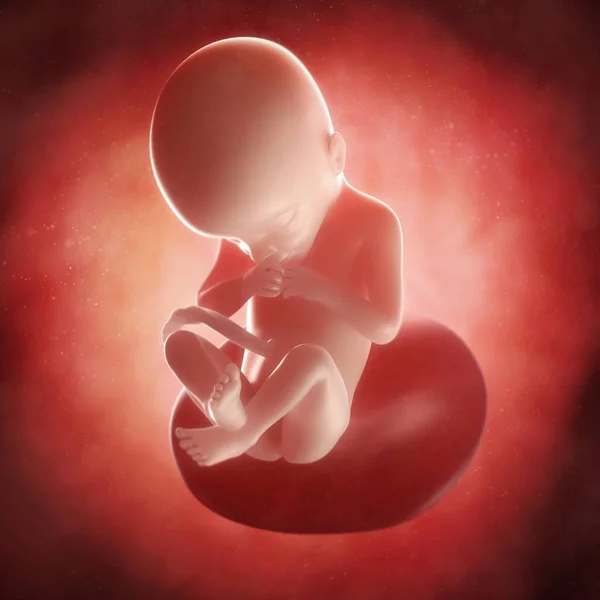 21 주에 태아의 보기 — 스톡 사진