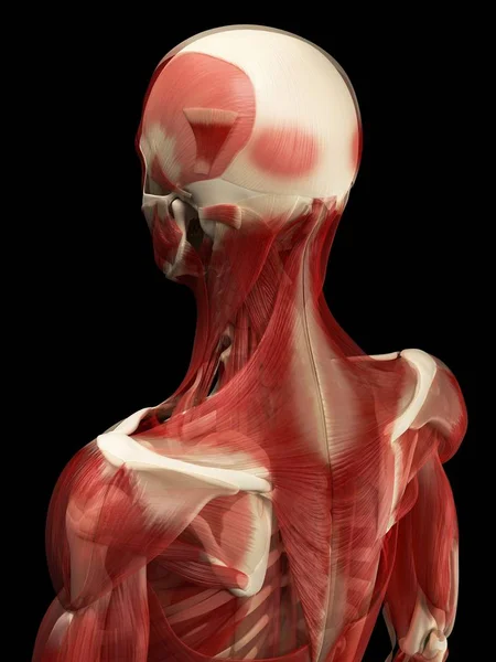 Mięśnie górnej części ciała — Zdjęcie stockowe