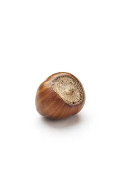 Close View Hazelnut White Background — Stock Photo, Image