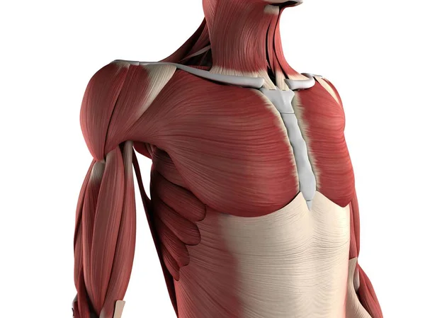 위 신체와 팔 근육 그룹 — 스톡 사진