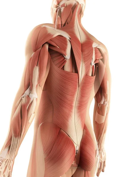 Major back muscle groups — Stock Photo, Image