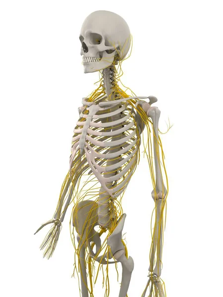 Normal nervous system of adult — Stock Photo, Image