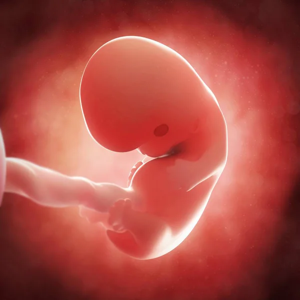 Vista del feto a las 8 semanas —  Fotos de Stock