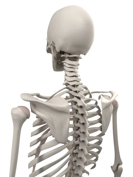 Нормальный скелет человека — стоковое фото