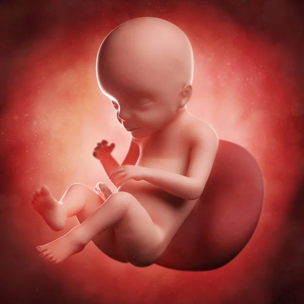 View of fetus at 23 weeks — Stock Photo, Image