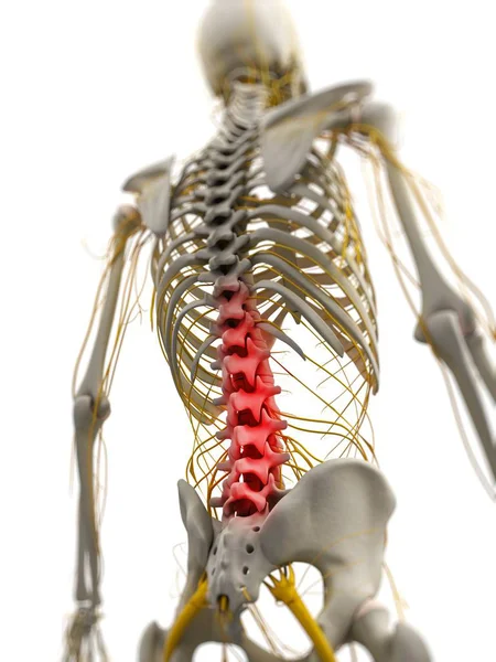 Dolor de espalda localizado en la columna vertebral —  Fotos de Stock