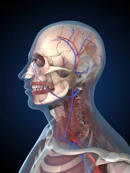 Human head structural anatomy — Stock Photo, Image
