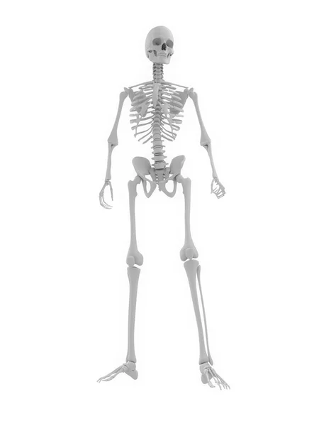 Ludzkiego szkieletu — Zdjęcie stockowe