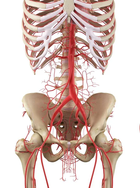 Sistem vaskular orang dewasa yang sehat — Stok Foto