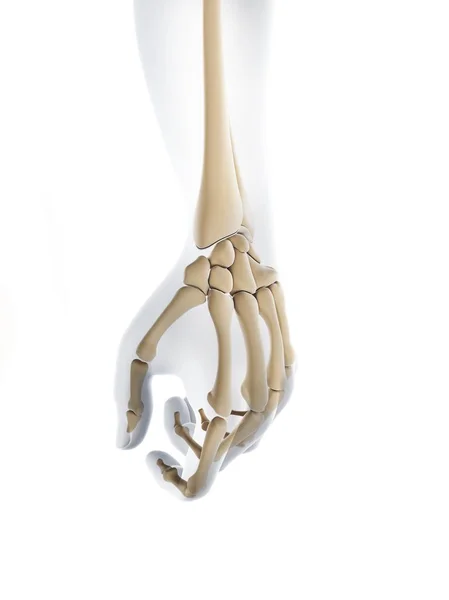 Mänskliga handen skelett anatomi — Stockfoto