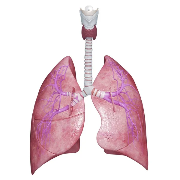 Sağlıklı akciğerler anatomi — Stok fotoğraf