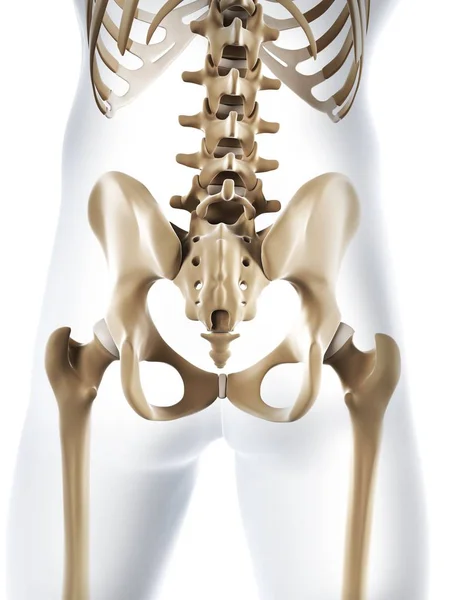 Lumbar spine, pelvic bones and hip joints — Stock Photo, Image