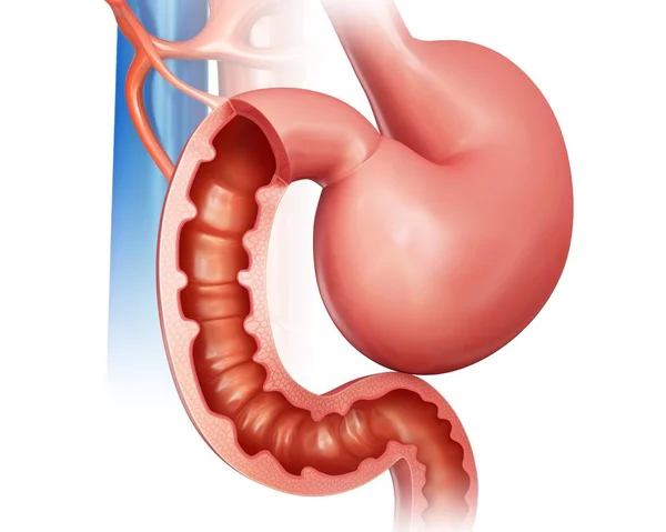 Intestino tenue e stomaco — Foto Stock