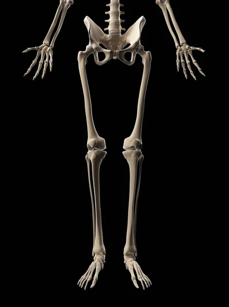 Human leg bones — Stock Photo, Image