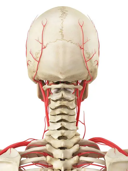 Vascular anatomy of head and neck — Stock Photo, Image