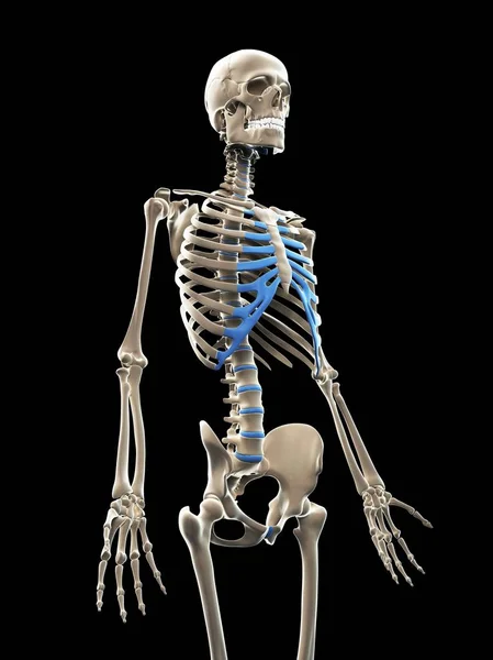 腕の骨を示す人間の骨格 — ストック写真