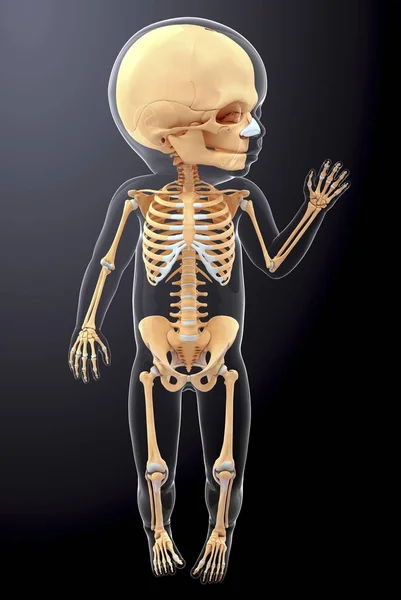 婴儿的骨骼系统 — 图库照片
