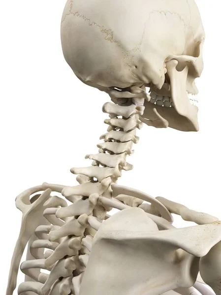 Cervical region of human spine — Stock Photo, Image