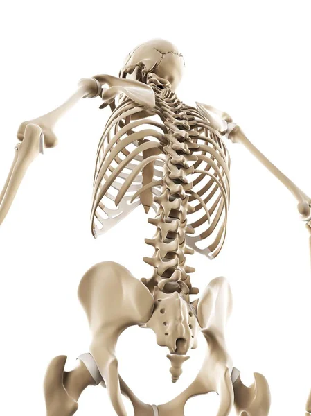 Ludzkiego układu kostnego — Zdjęcie stockowe