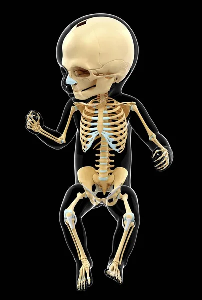 Skeletal system of infant — Stock Photo, Image