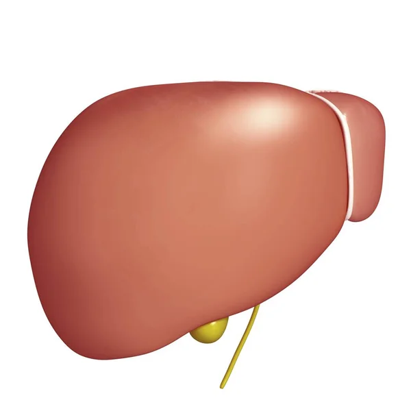 Healthy liver structure — Stock Photo, Image