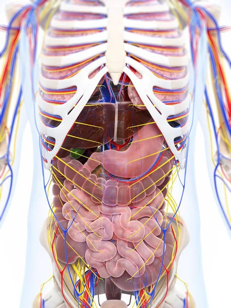 Anatomia humana normal — Fotografia de Stock