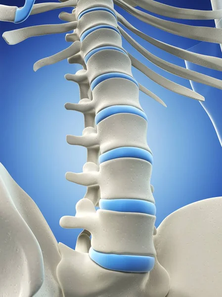 Secção lombar da coluna vertebral — Fotografia de Stock