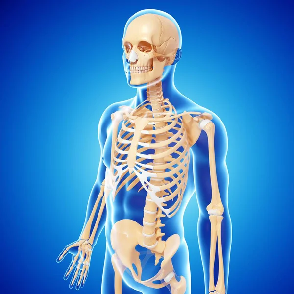 Normal skeletal system of adult — Stock Photo, Image