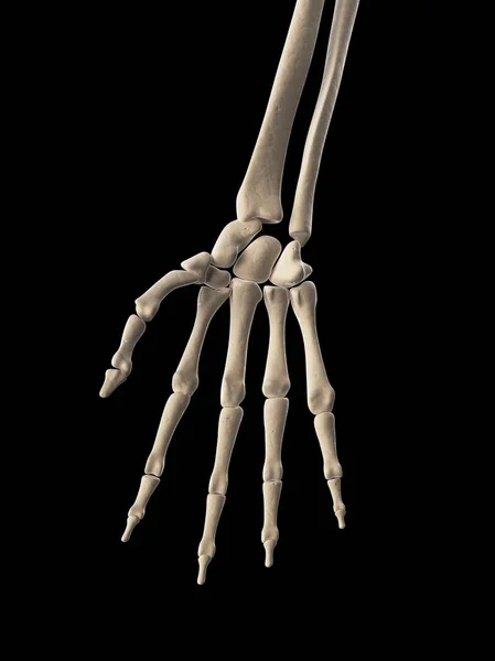 Struktury szkieletu ludzkiego ramienia — Zdjęcie stockowe